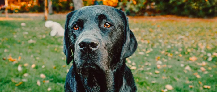 Perdono il cane in mare tra le correnti a Pellestrina